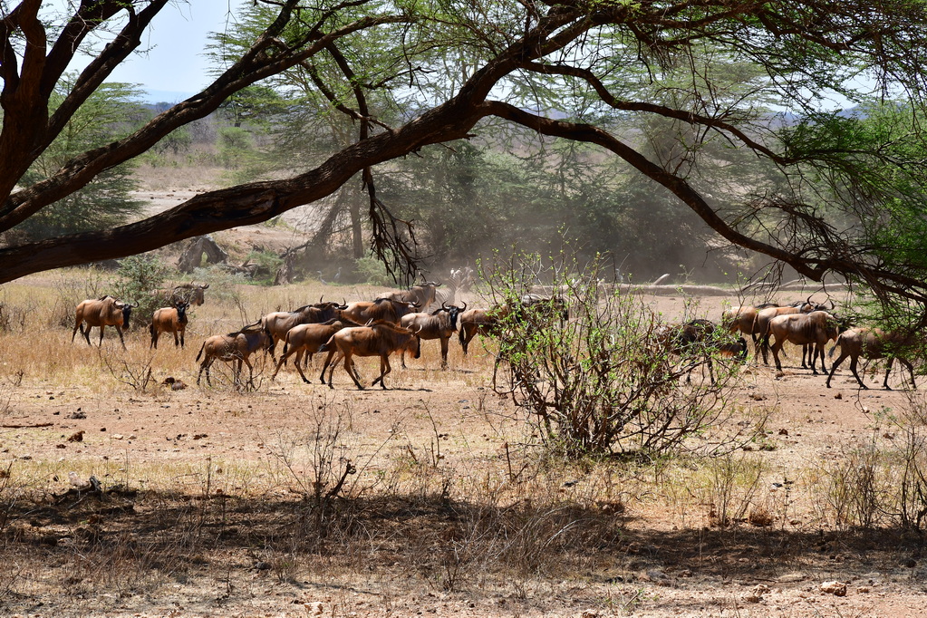 Tsavo West National Park